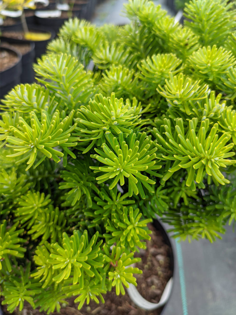 

Abies koreana Tundra С-5