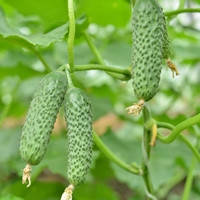 

Семена Огурец самоопыляющийся SV 4097 CV F1 1000 семян Seminis