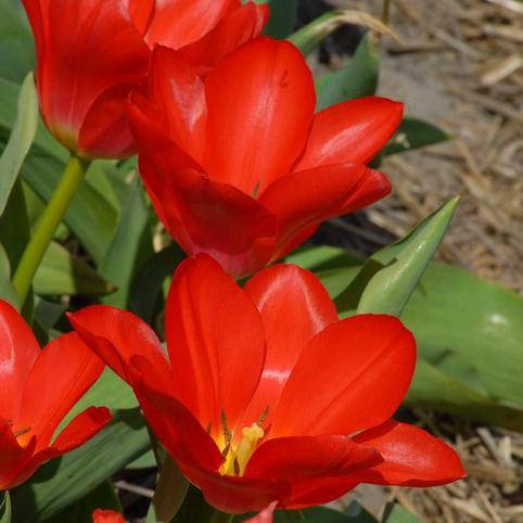 

Тюльпан Spring Pearl (луковицы) 3 шт