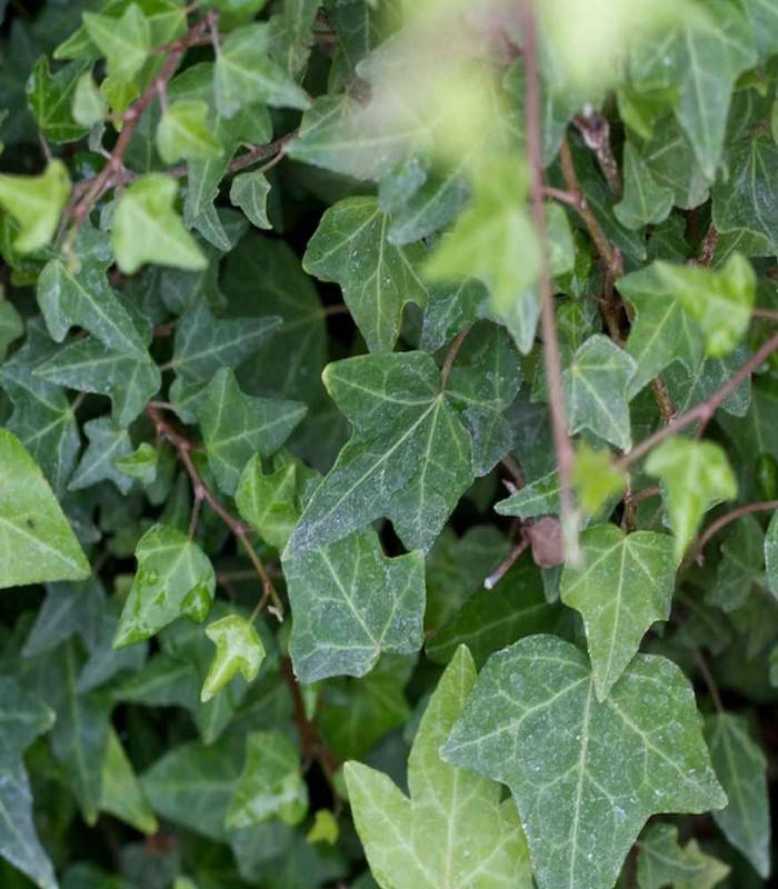 

Плющ Чикаго, Hedera Chicago