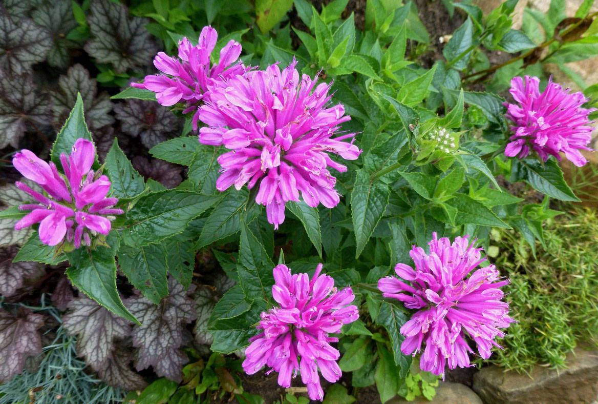 

Монарда Премьера - саженцы в контейнере