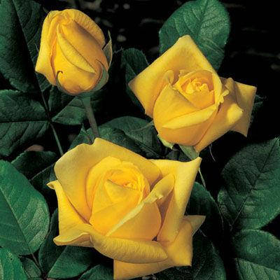 

Роза "Старлайт"