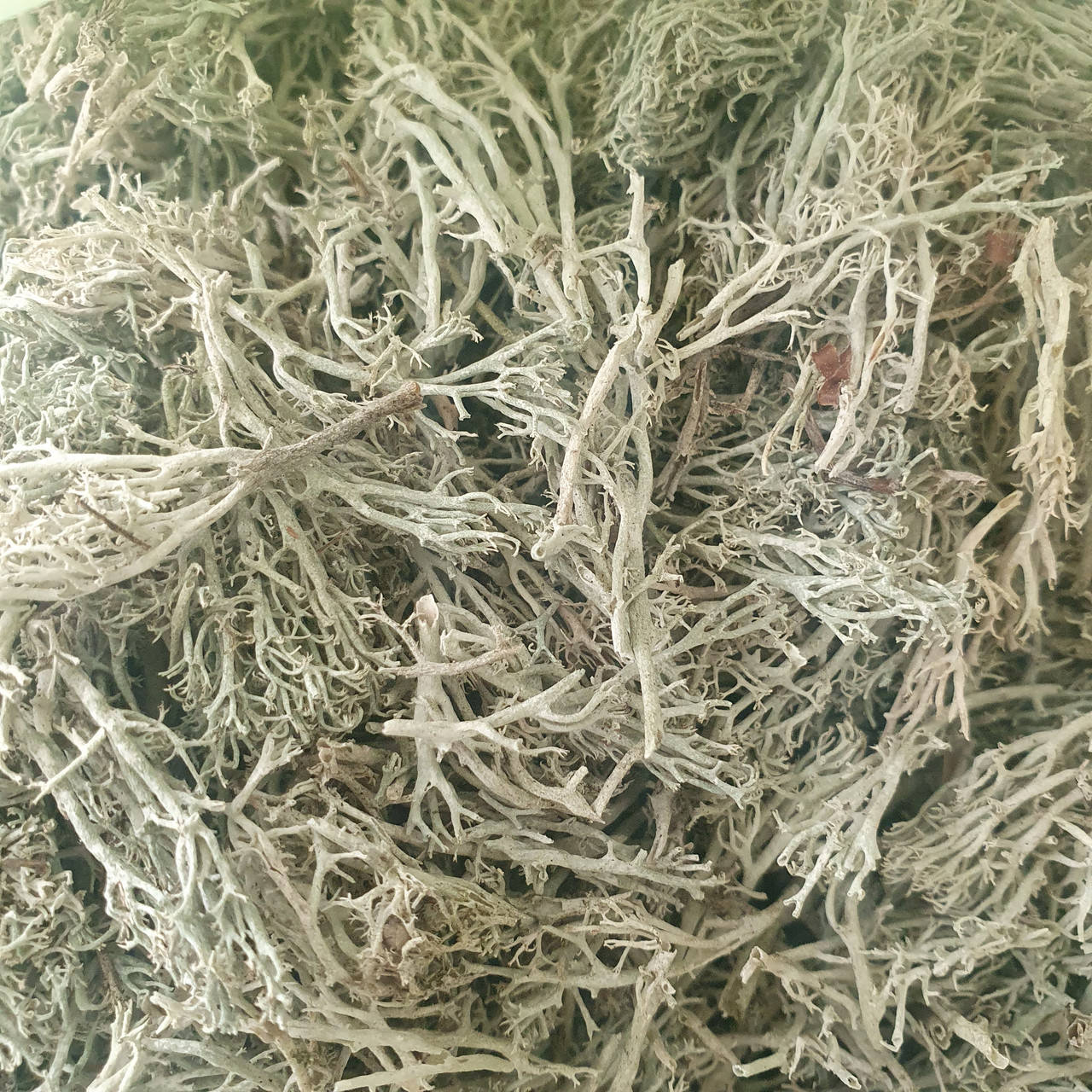 

Ягель / Олений мох 50г (Свежий урожай) лат. Cladonia rangiferina