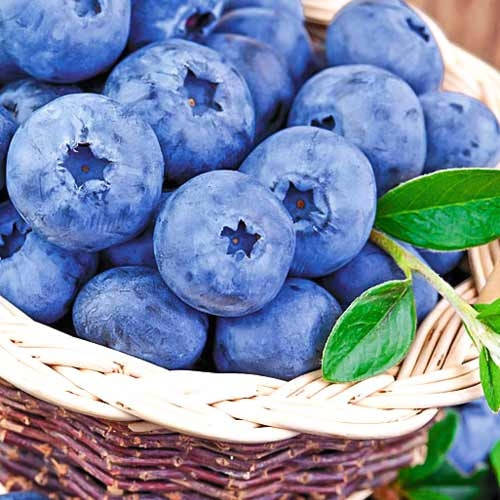 

Черника семена Голландия