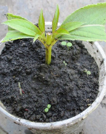 

Вейгела гибридная Кандида. Саженцы в контейнерах 0.5л.