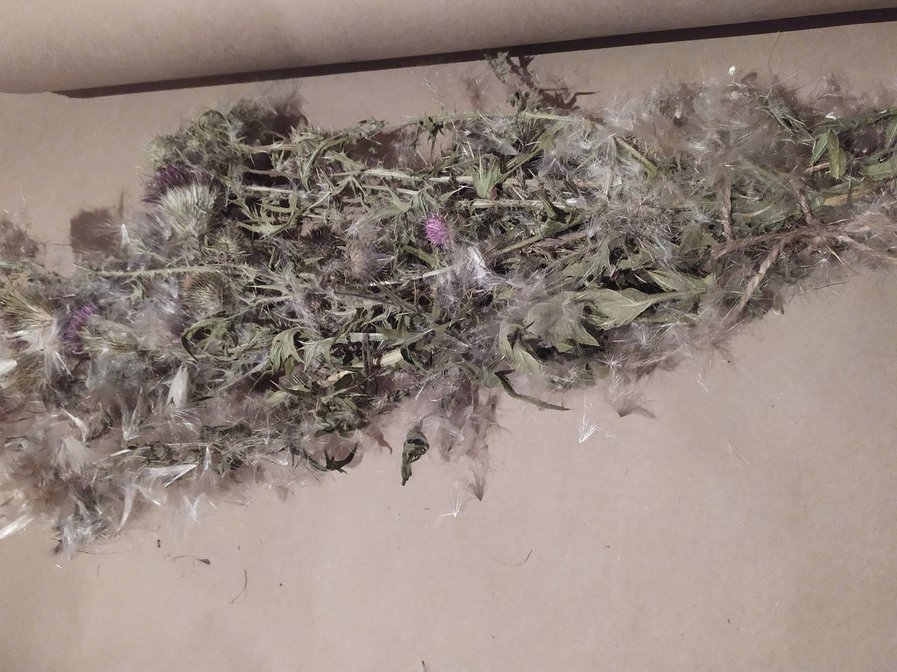 

Трава Чертополох