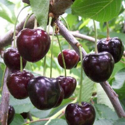 

Саженцы Черешни Кордія ('Kordia')