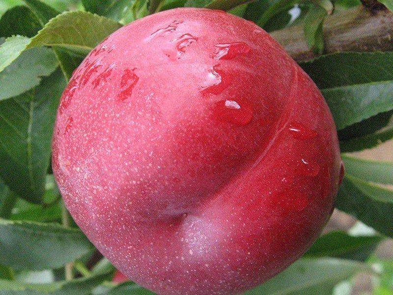 

Саженцы нектарина ЭКСТРИМ МЕЙ раннего срока созревания (двухлетний)