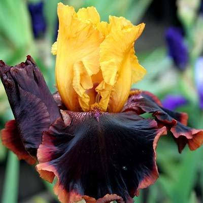 

Ирис Ancient Echoes (корневища)