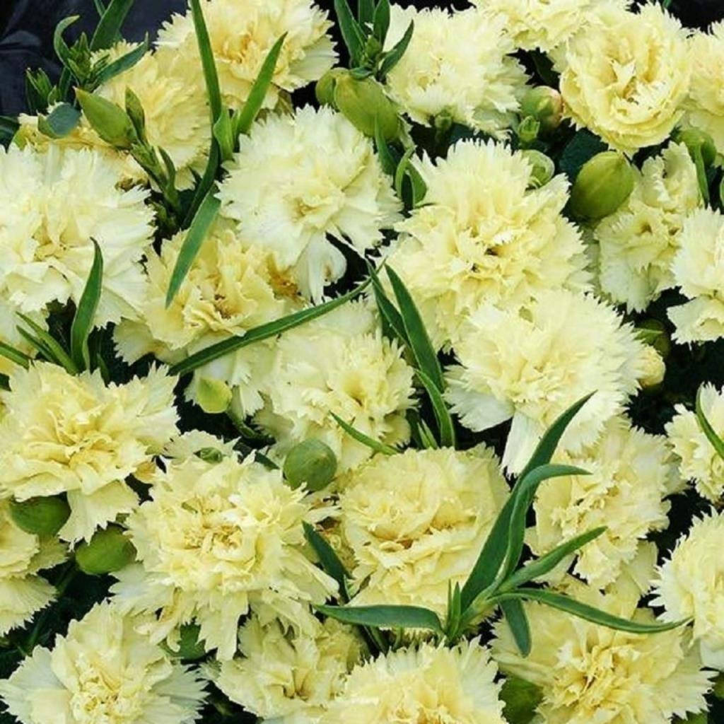

Гвоздика Махровая "Sunflor Citroen"