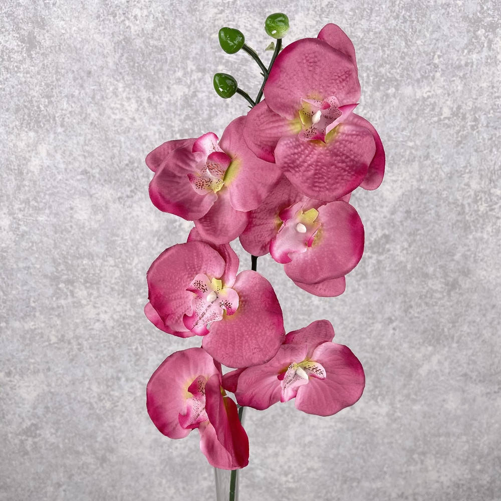 

Орхидея бабочка сливовая