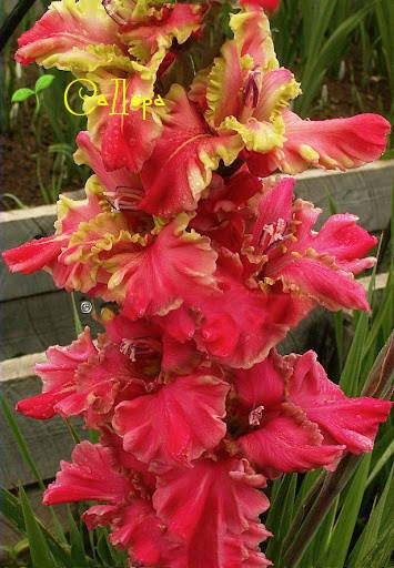 

Гладиолус Делириум (Delirium), Зелёный