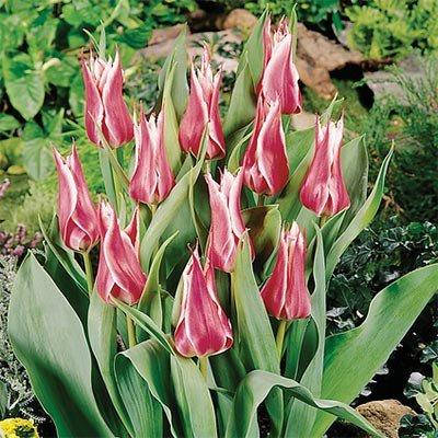 

Тюльпан Yonina (луковицы) 3 шт