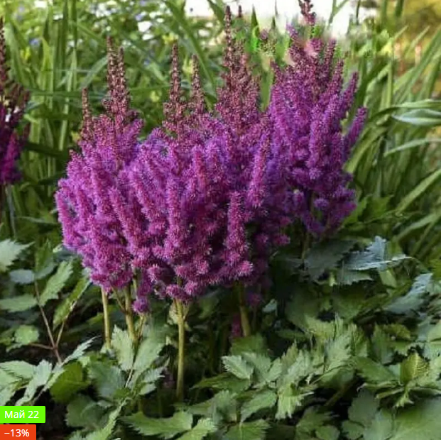 

Астильба Purple Rain (Пёпл Рейн)