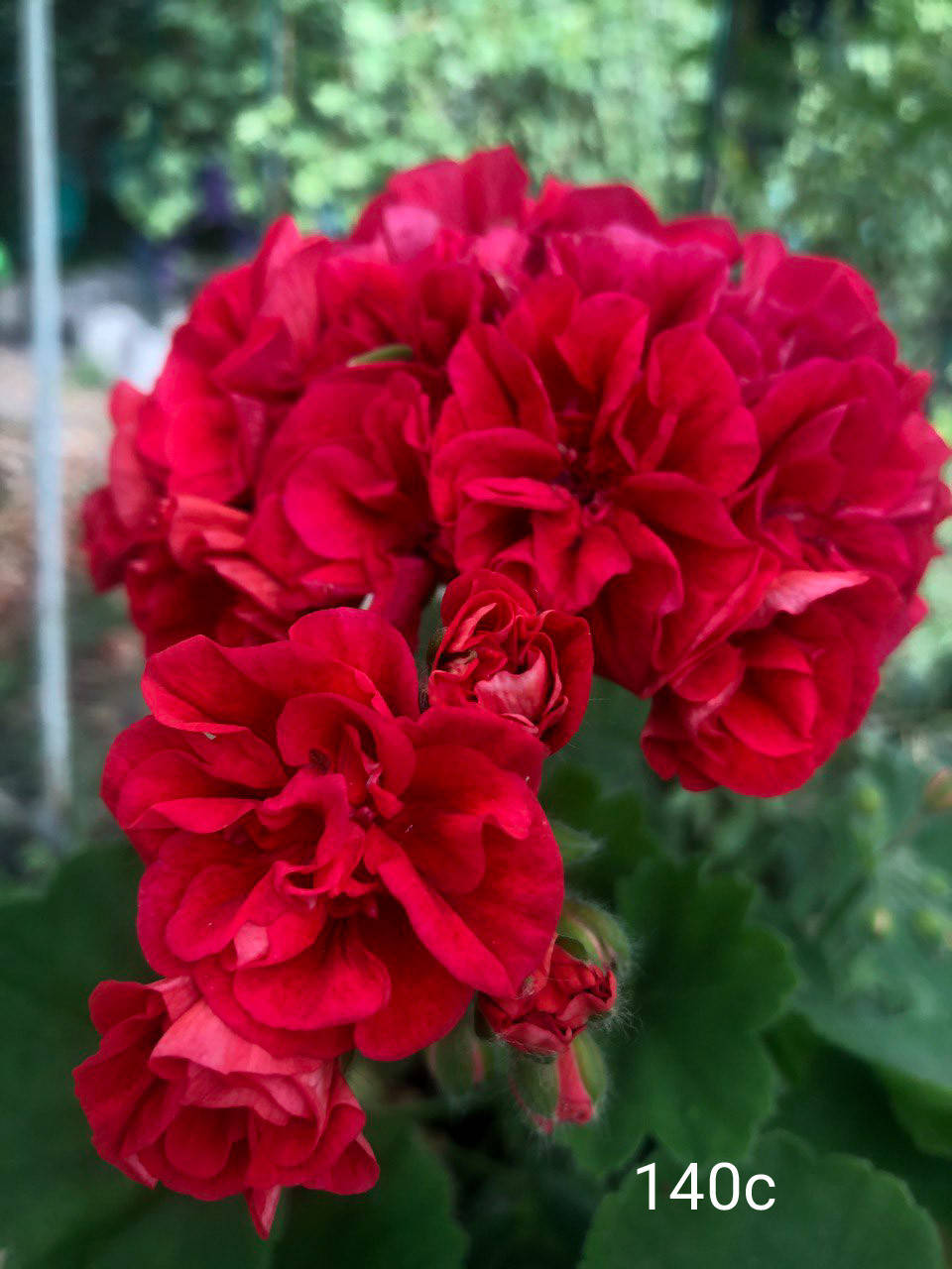 

ЛіА Шекспір (140с)