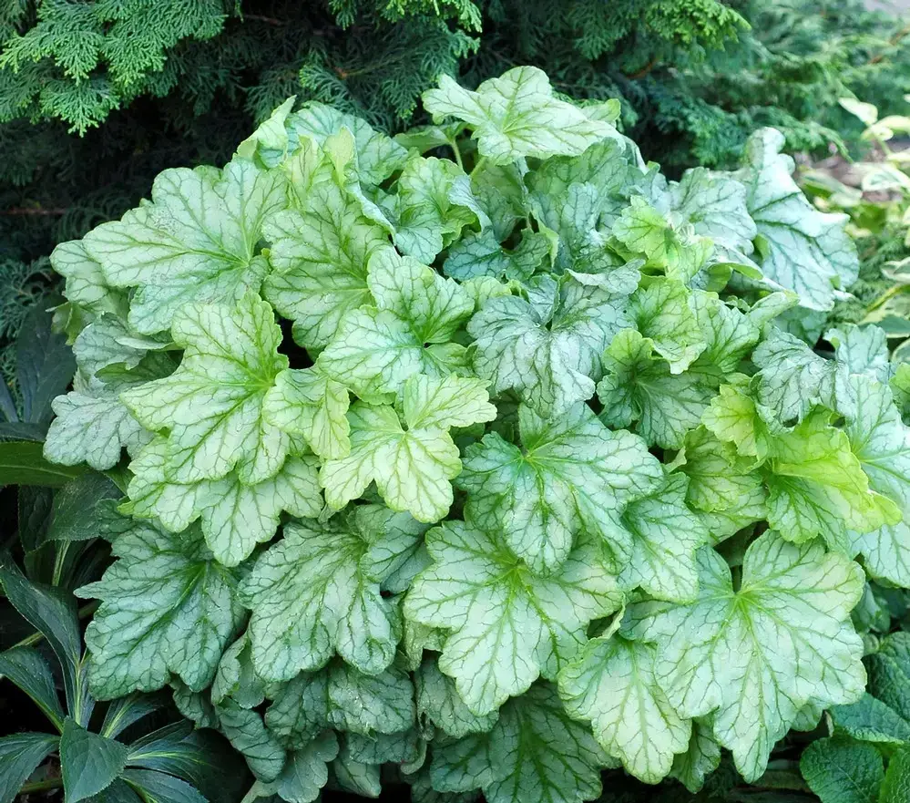 

Гейхера "ГРИН"