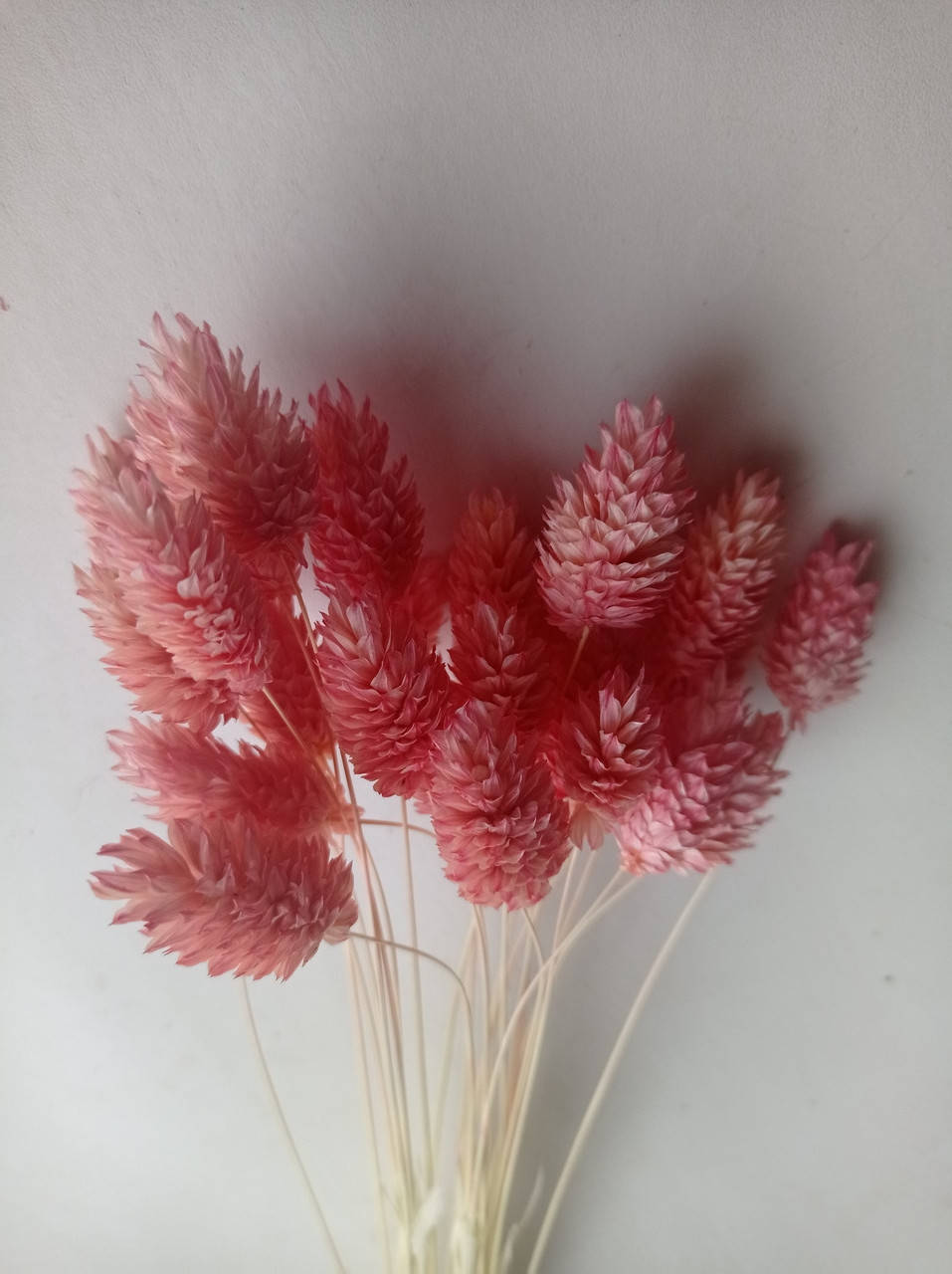 

Сухоцвет фалярис