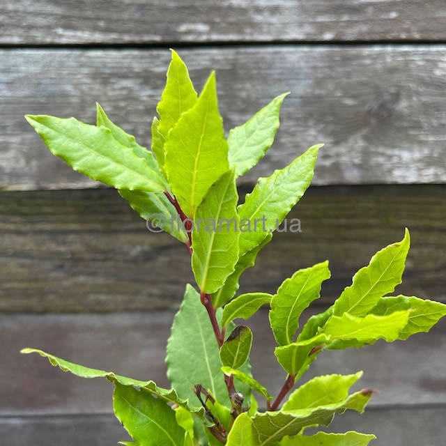 

Лавр благородний