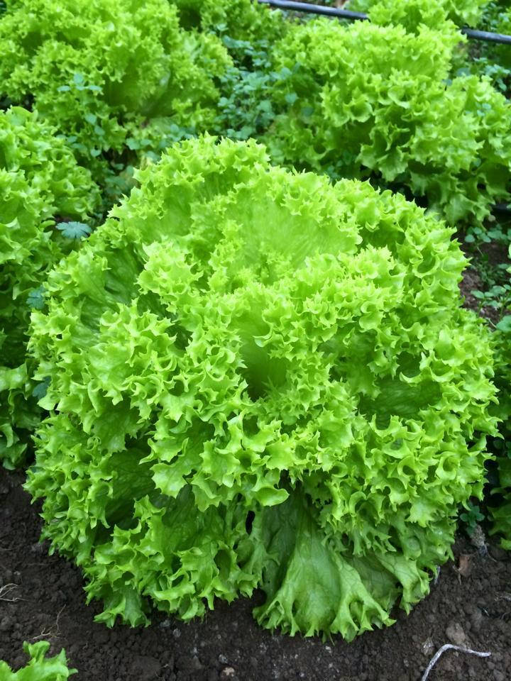 

Салат тип Лола Бионда Илема 1000 семян Enza Zaden