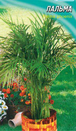 

Семена пальма