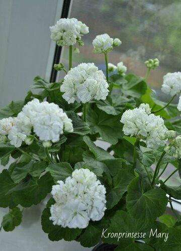 

Kronprinsesse Mary (98)