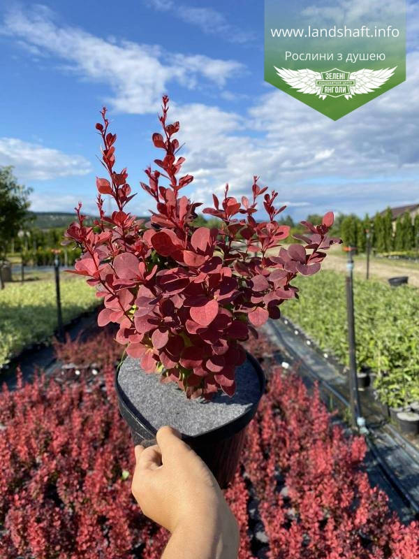 

Berberis thunbergii 'Venice', Барбарис Тунберга 'Веніс',C2 - горщик 2л