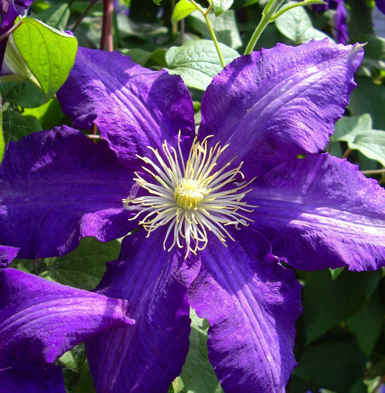 

Клематис Бирюзинка