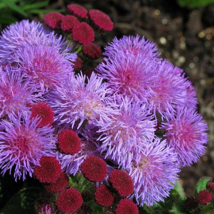 

Семена Агератум Хоустона смесь 0,1 г W.Legutko 5001