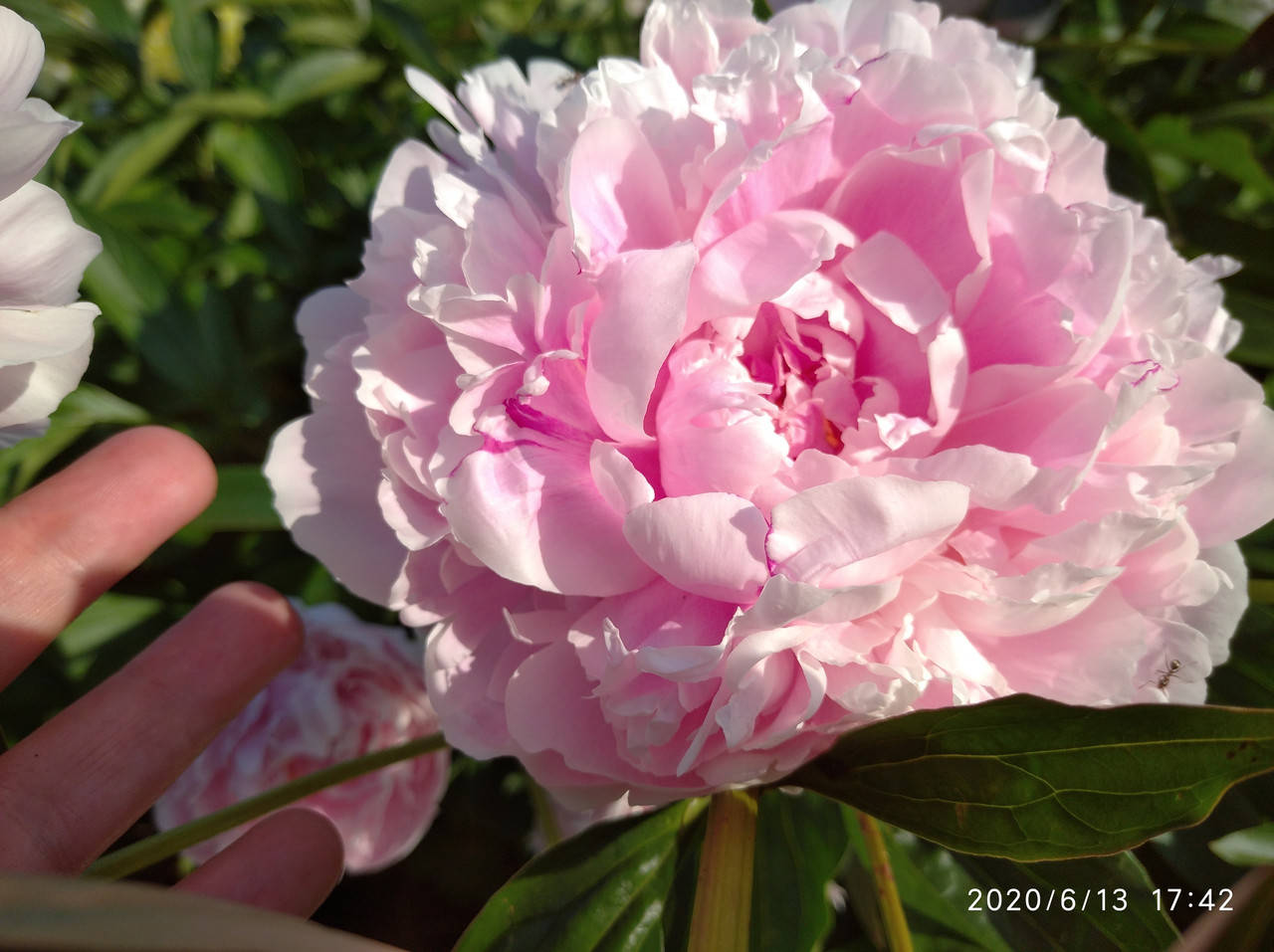 

Пион Sarah Bernhardt