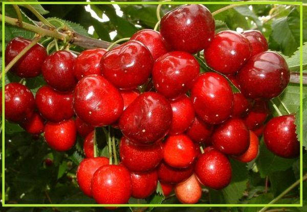 

Саженцы черешни САММИТ (двухлетний) средне-поздний срок созревания