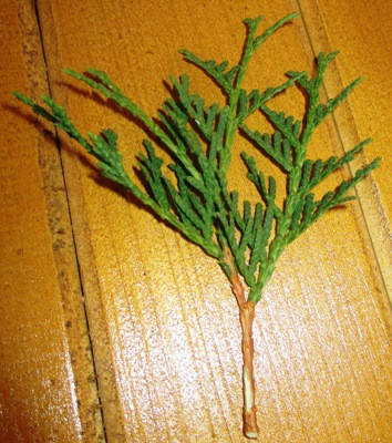 

Туя западная Холструп. НЧ. Черенки для укоренения.