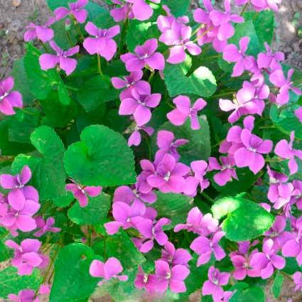 

Фиалка мотыльковая Rubra / Рубра (Контейнер: 1 л; Саженец: корневище)