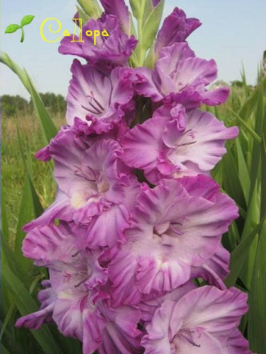 

Гладиолус Даль Зовёт (Dal Zovёt)