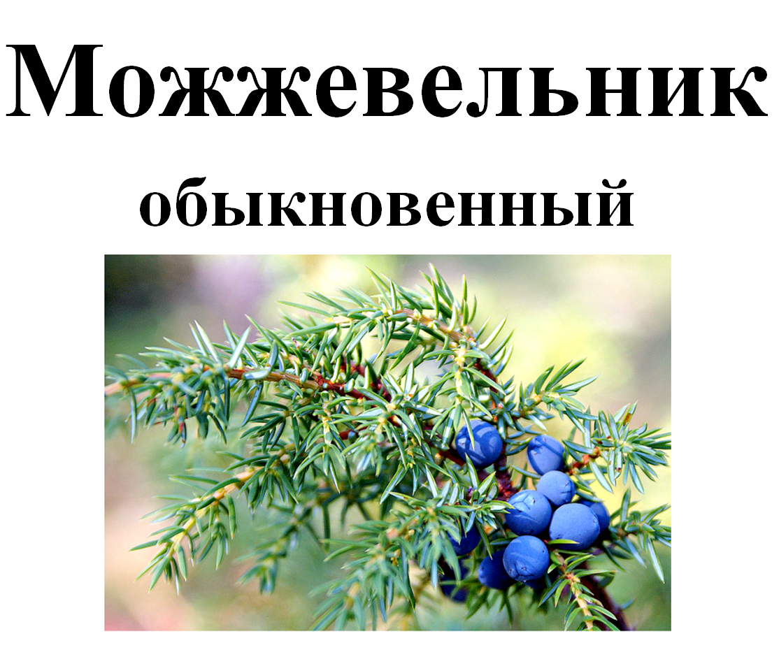 

Можжевельник обыкновенный плоды, 50 грамм