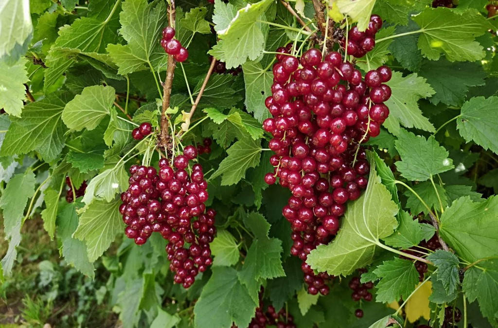 

Саженцы смородины Виксне (Виксне, Viksne)