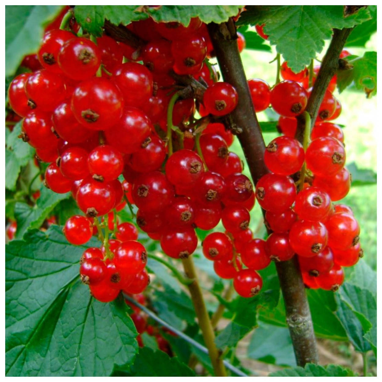 

Смородина красная Ровада