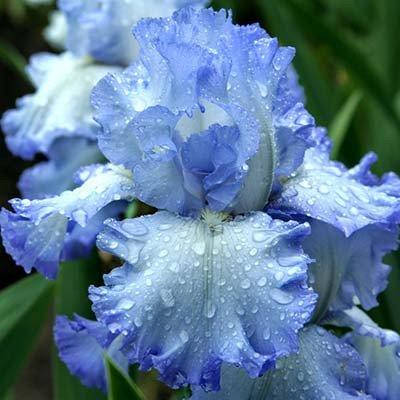 

Ирис Cloud Ballet (корневища)