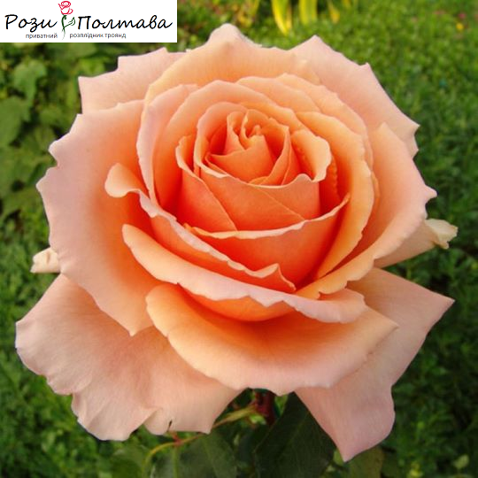 

Примадонна (Primadonna)