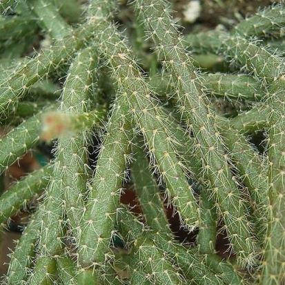 

Рипсалис опушенноплодный (пилокарпа), Rhipsalis pilocarpa, Темно-зеленый