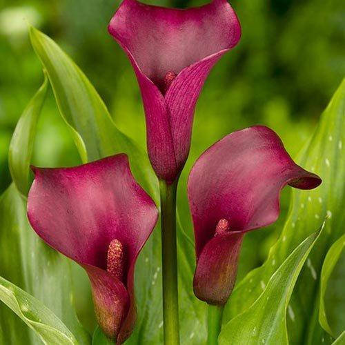 

Калла Allure Клубни