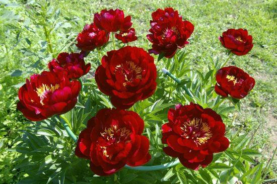 

Пион Бакай Белл (Buckeye Belle)(корневище)