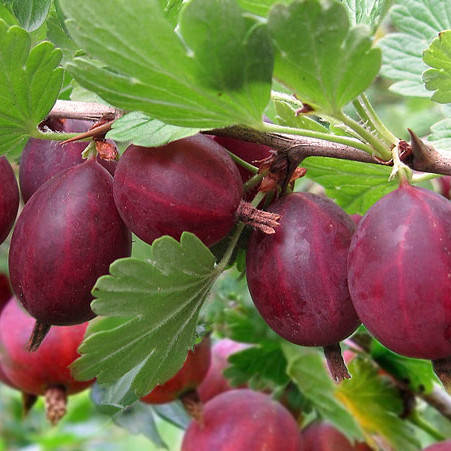 

Хиномаки Ред - саженцы крыжовника 2-летние