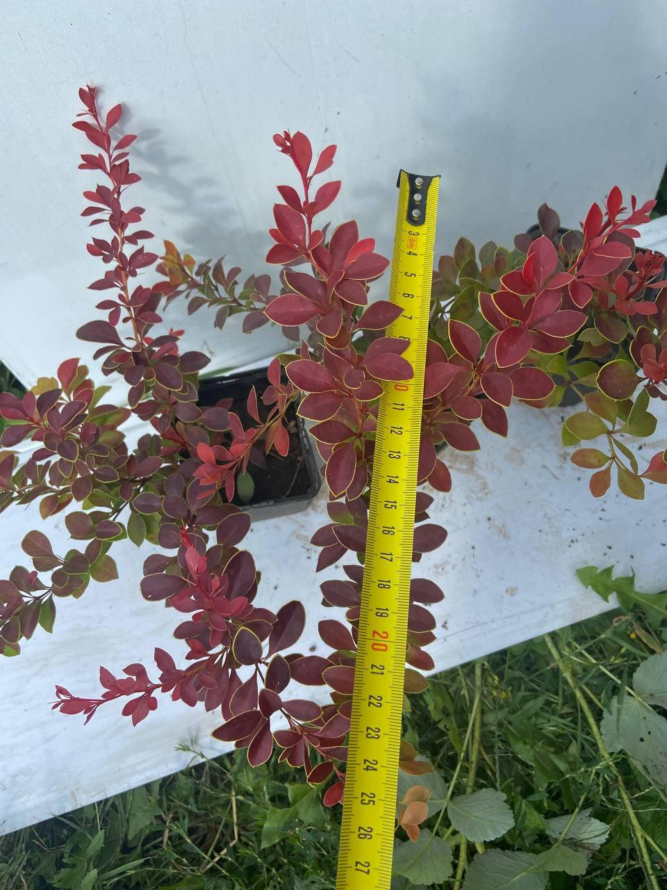 

Барбарис Тунберга Флоренс (Berberis thunbergii Florence) 20см