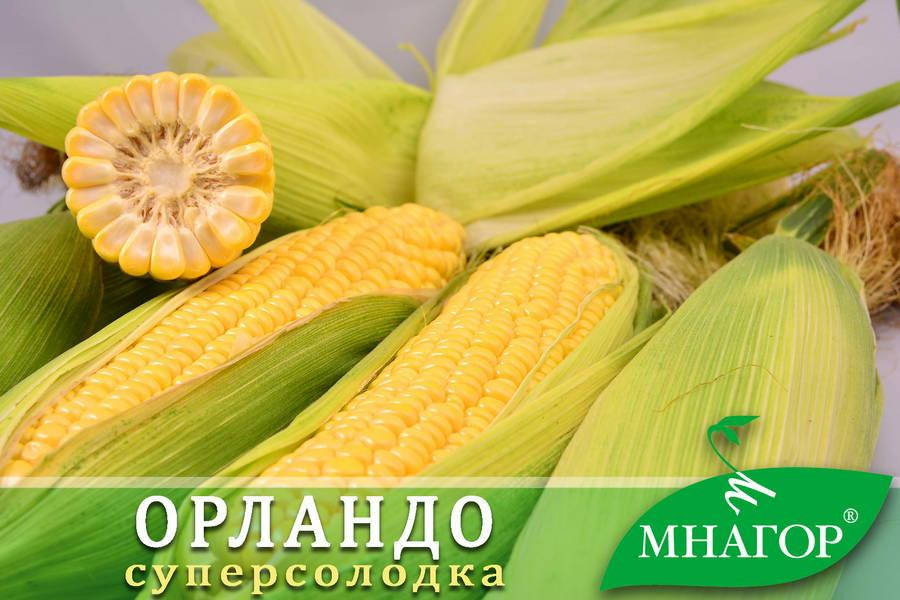 

Сахарная кукуруза Орландо F1, Sh2-тип, 200 семян на 30 м², 78-80 дней