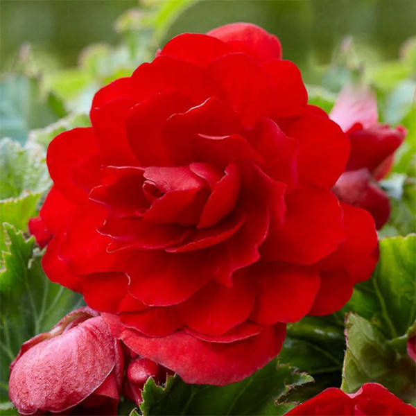 

Клубни Бегония Double Scarlet