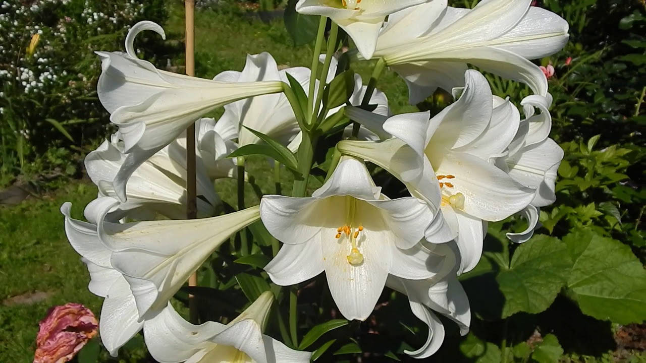 

Лілія LO гібрид White Heaven