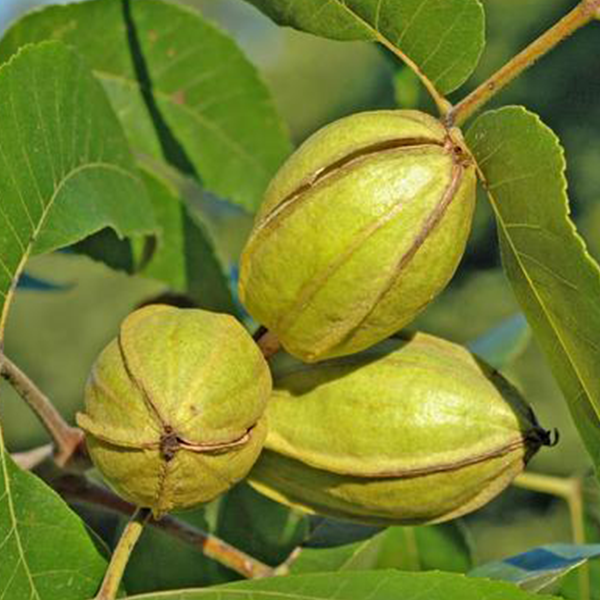 

Саженцы пекана «Boston» (Бостон) - 2-летний