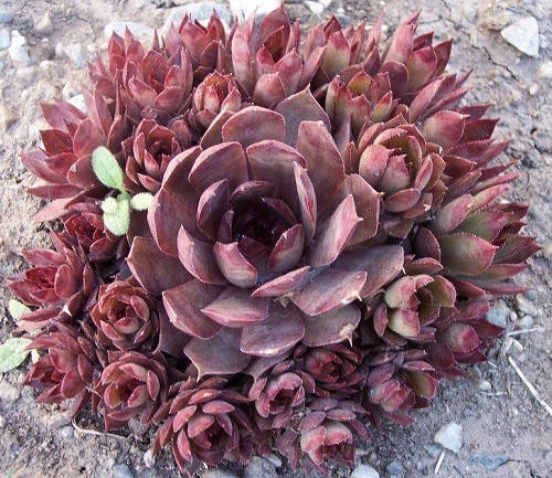 

Молодило Вайт Бьюти