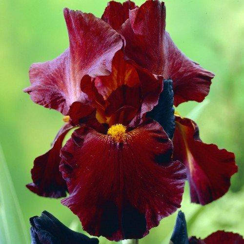 

Ирис Sultan's Palace (корневища)