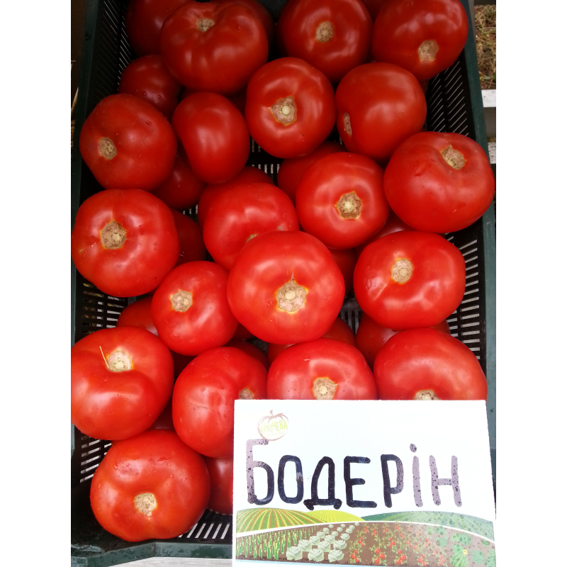 

БОДЕРИН F1 - семена томата, Syngenta